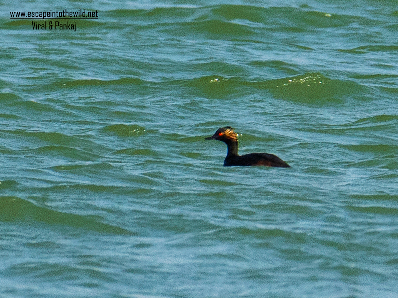Black-necked Grebe/Eared Grebe